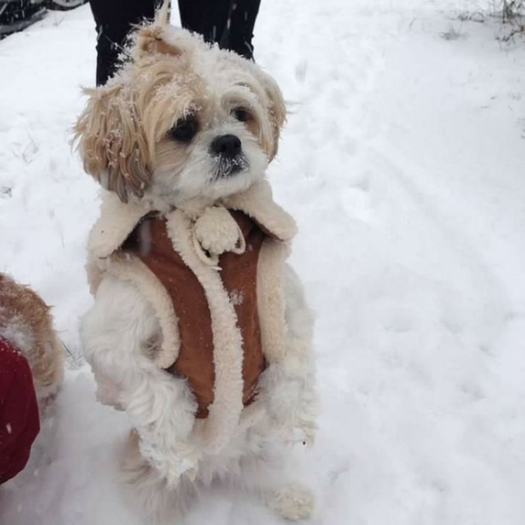 Dog booty & jacket - Picture 3 of 6